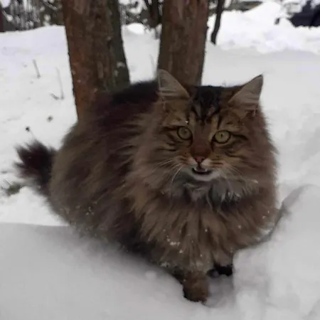 ゲストハウス Na Brzegu Lapsze Wyzne